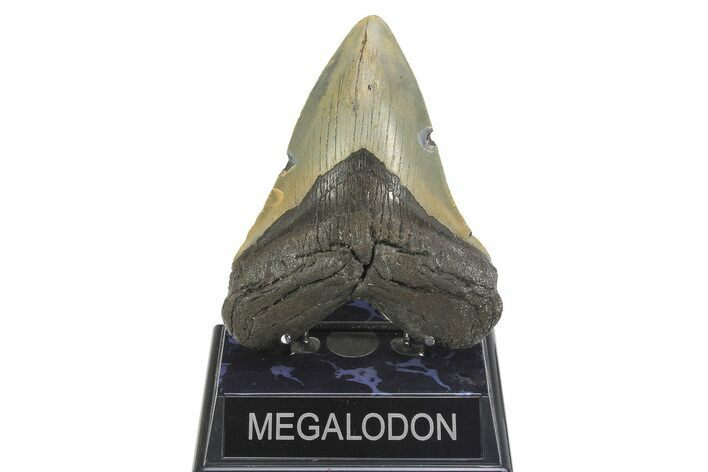 Serrated, Fossil Megalodon Tooth - North Carolina #299041